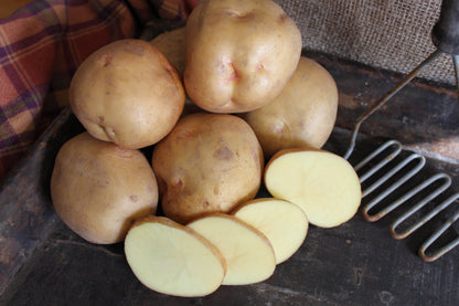 Seed Potatoes - Yukon Gem