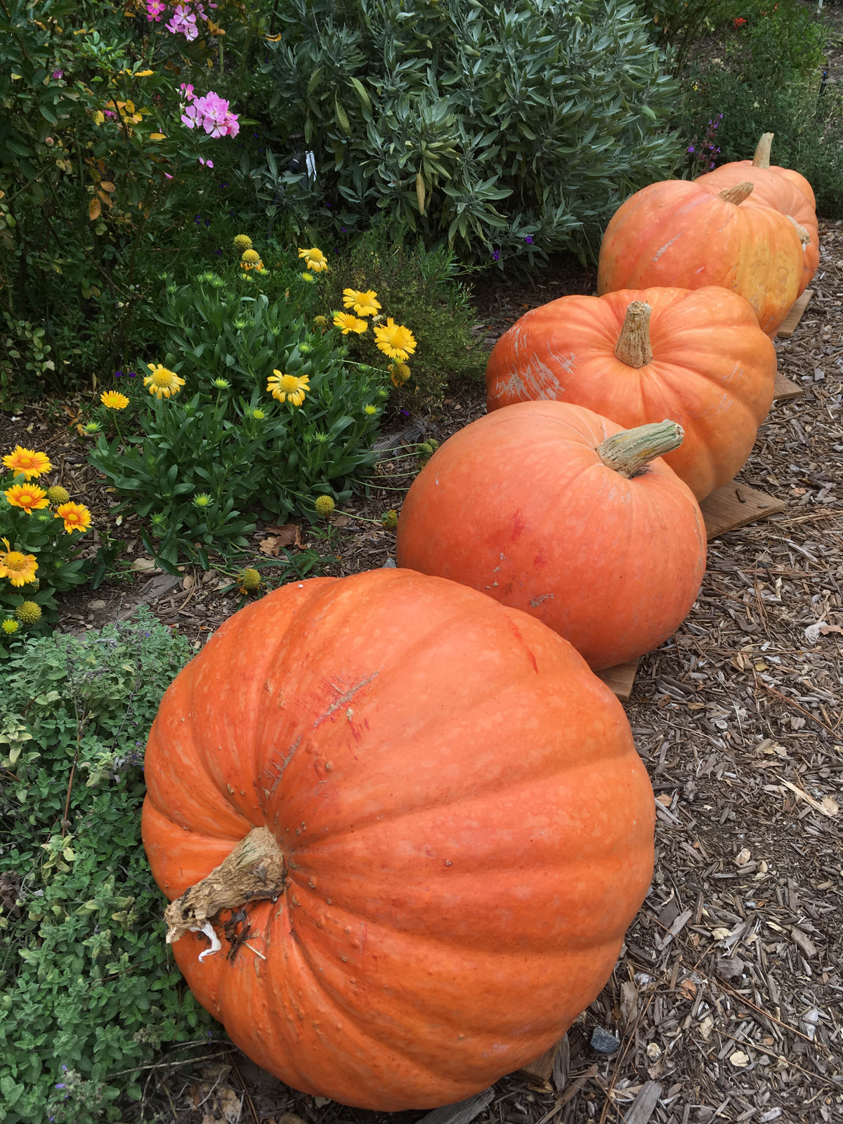 Giant Pumpkins - Wyatt's Wonder