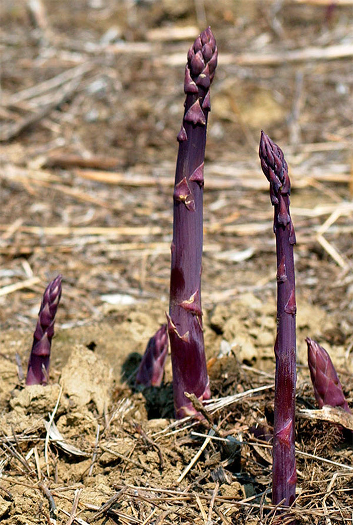 Asparagus Crowns - Purple Passion