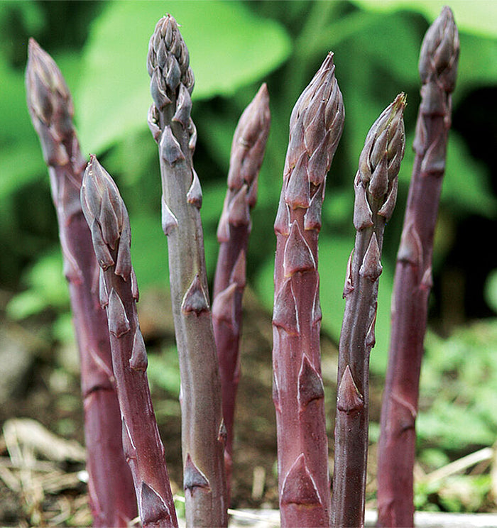 Asparagus Crowns - Purple Passion