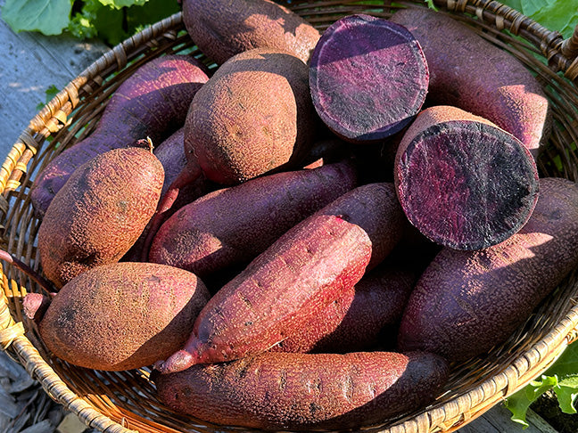Sweet Potato Plants - Purple Majesty