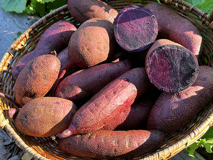 Sweet Potato Plants - Purple Majesty