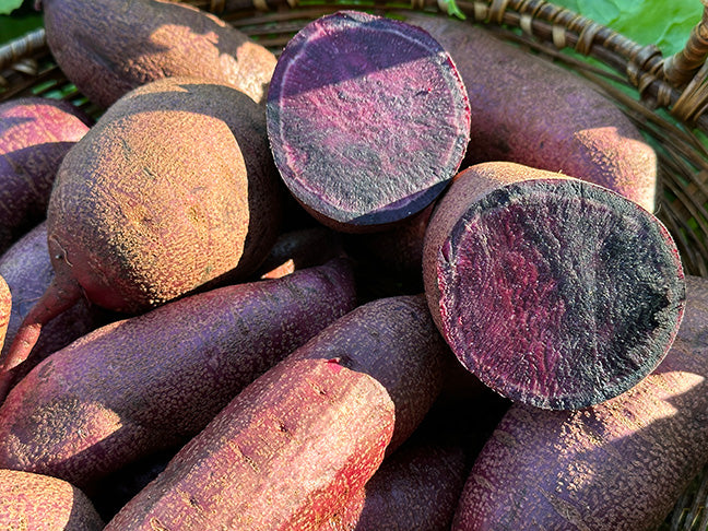 Sweet Potato Plants - Purple Majesty