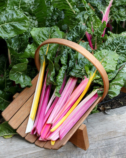 Heirloom Chard - Garden Rainbow Organic