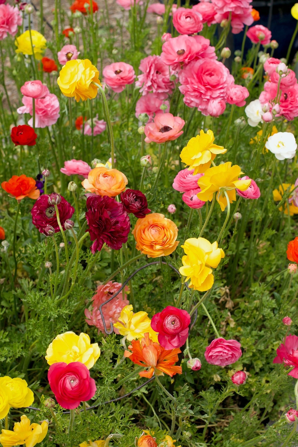 Ranunculus Bulbs - Jumbo Color Blend