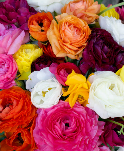 Ranunculus Bulbs - Jumbo Color Blend