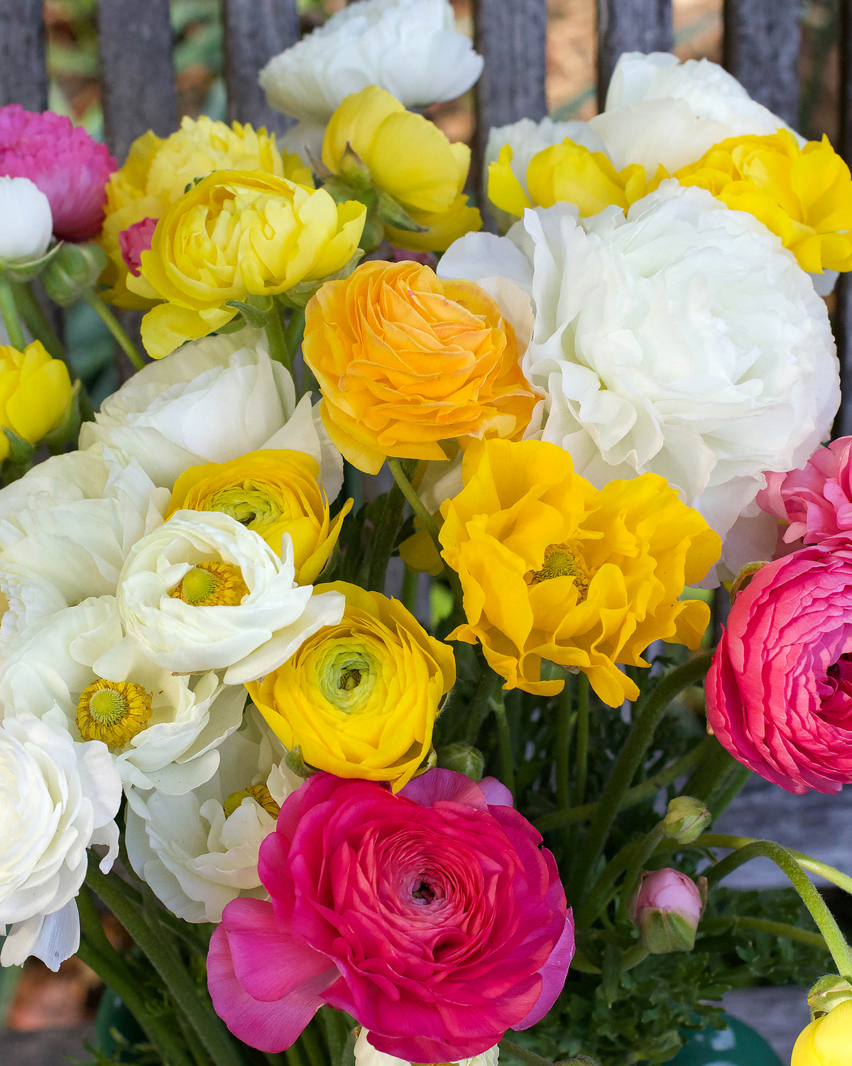 Ranunculus Bulbs - Jumbo Spring Joy