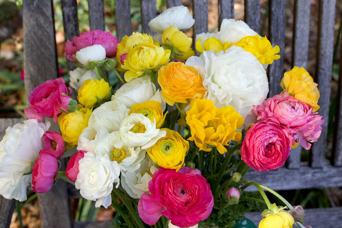Ranunculus Bulbs - Jumbo Spring Joy