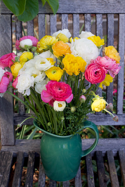 Ranunculus Bulbs - Jumbo Spring Joy