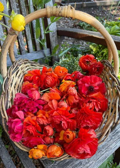 Ranunculus Bulbs - Jumbo Sunset Glow