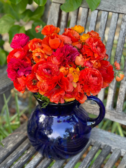 Ranunculus Bulbs - Jumbo Sunset Glow