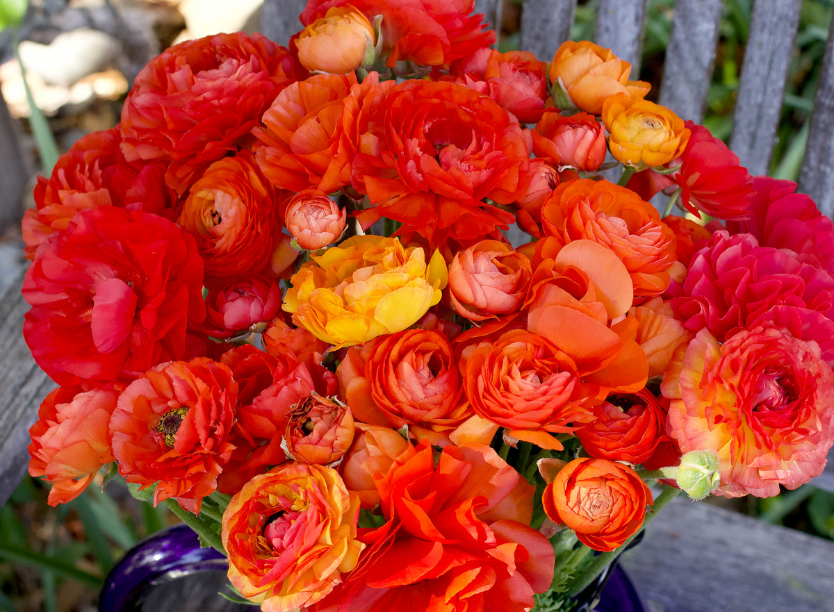 Ranunculus Bulbs - Jumbo Sunset Glow