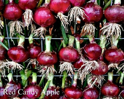 The Onion Trio - Mid-Tier