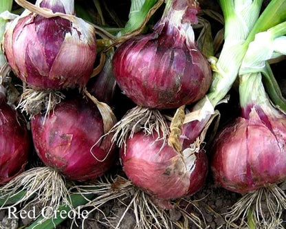 The Onion Trio - Southern