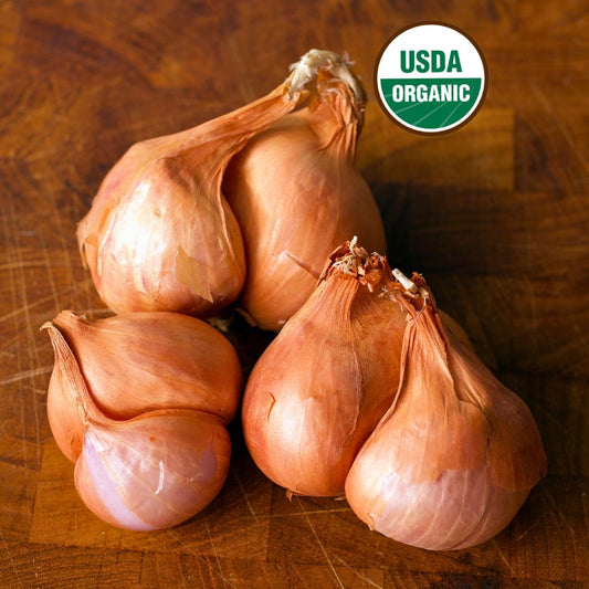 Shallot Starts - Red Shallots Organic
