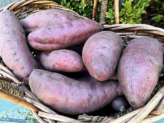 Sweet Potato Plants - Red Japanese