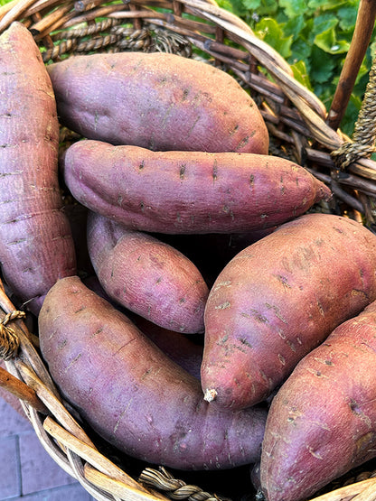 Sweet Potato Plants - Red Japanese