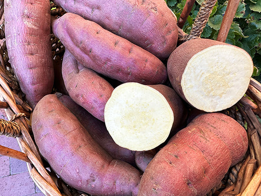 Sweet Potato Plants - Red Japanese