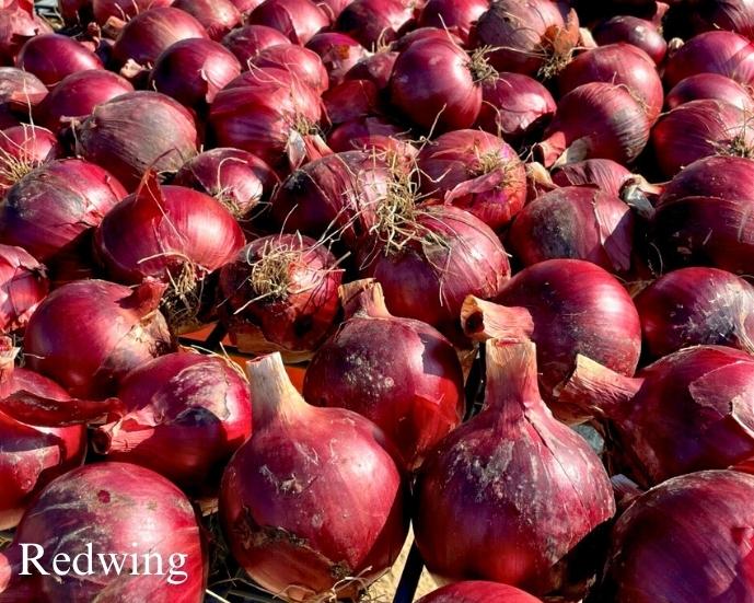 The Onion Trio - Northern