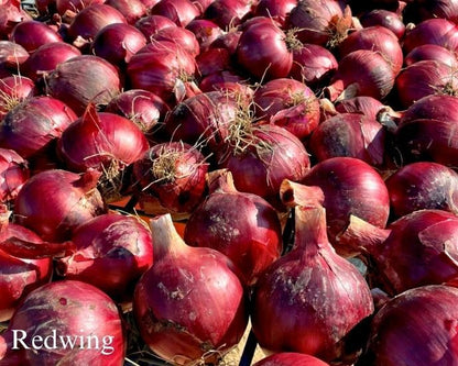 The Onion Trio - Northern