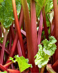 Rhubarb Roots - Crimson Red