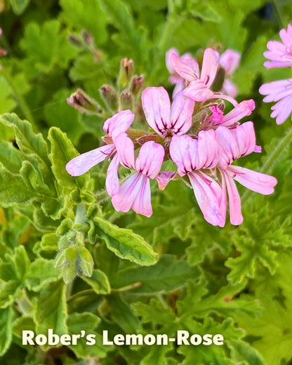 Scented Geraniums - Citrus