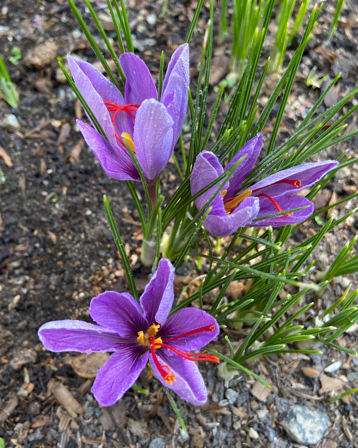 Saffron Bulbs - Saffron Crocus Bulbs