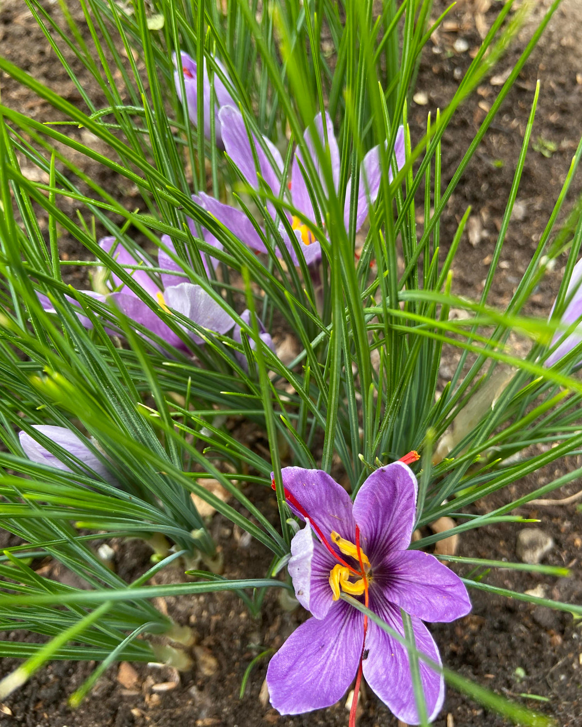 Saffron Bulbs - Saffron Crocus Bulbs
