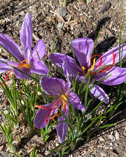 Saffron Bulbs - Saffron Crocus Bulbs