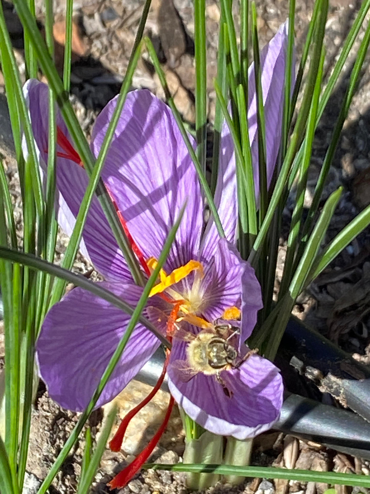 Saffron Bulbs - Saffron Crocus Bulbs