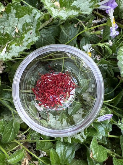 Saffron Bulbs - Saffron Crocus Bulbs