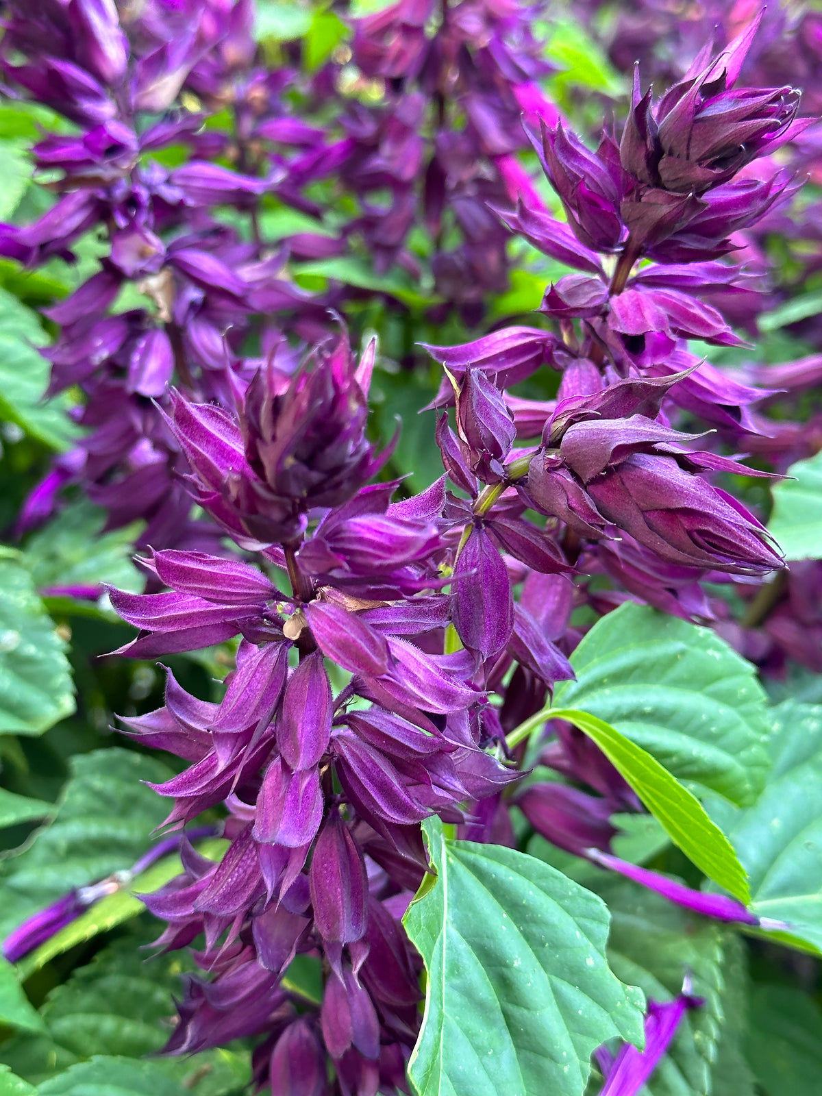 Container Salvia - Estella Purple