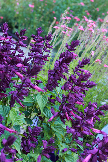 Container Salvia - Estella Purple