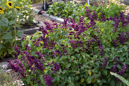 Container Salvia - Estella Purple