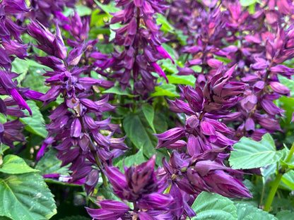 Container Salvia - Estella Purple