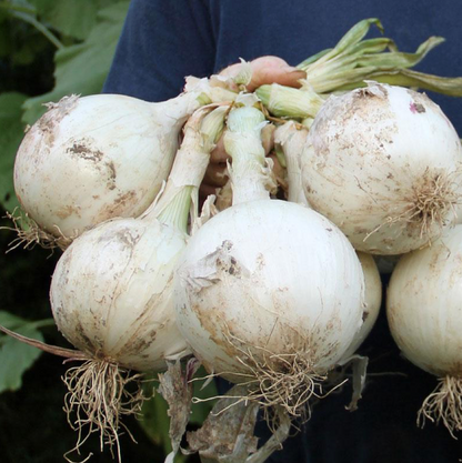Sweet and Mild Onions - Ringmaster