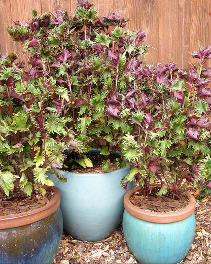 Ornamental Edibles - Bicolored Shiso