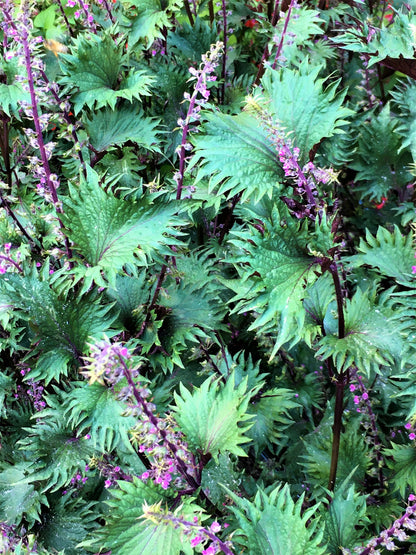 Ornamental Edibles - Bicolored Shiso