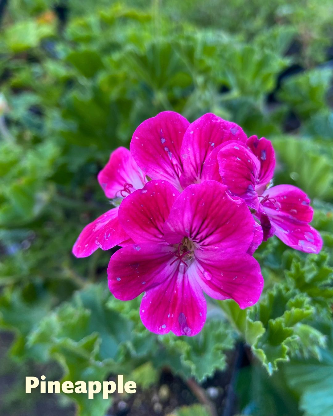 Scented Geraniums - Fruit Cocktail