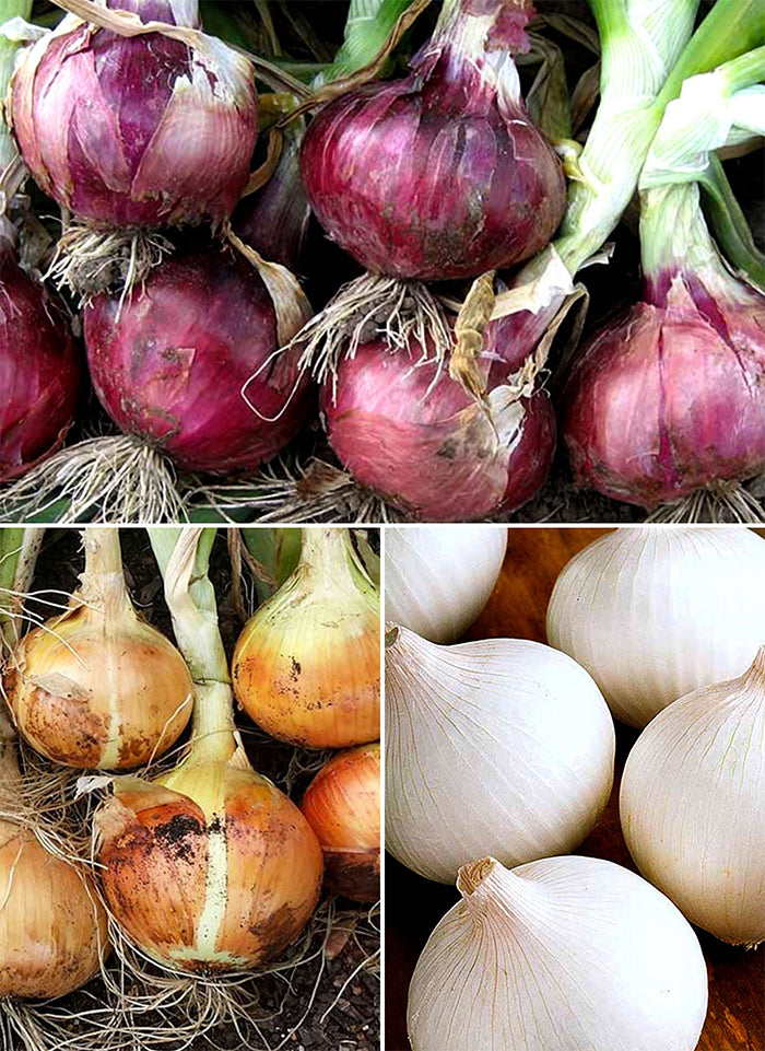 The Onion Trio - Southern