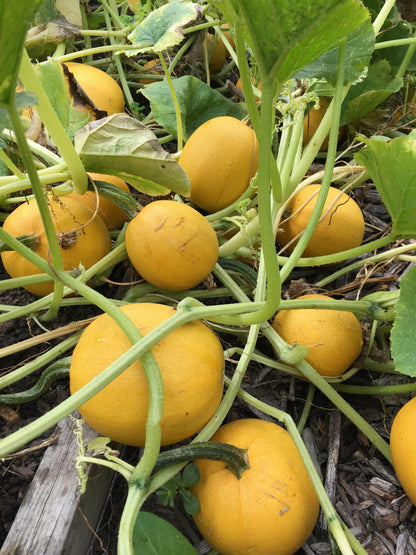 Winter Squash - Baby Spaghetti