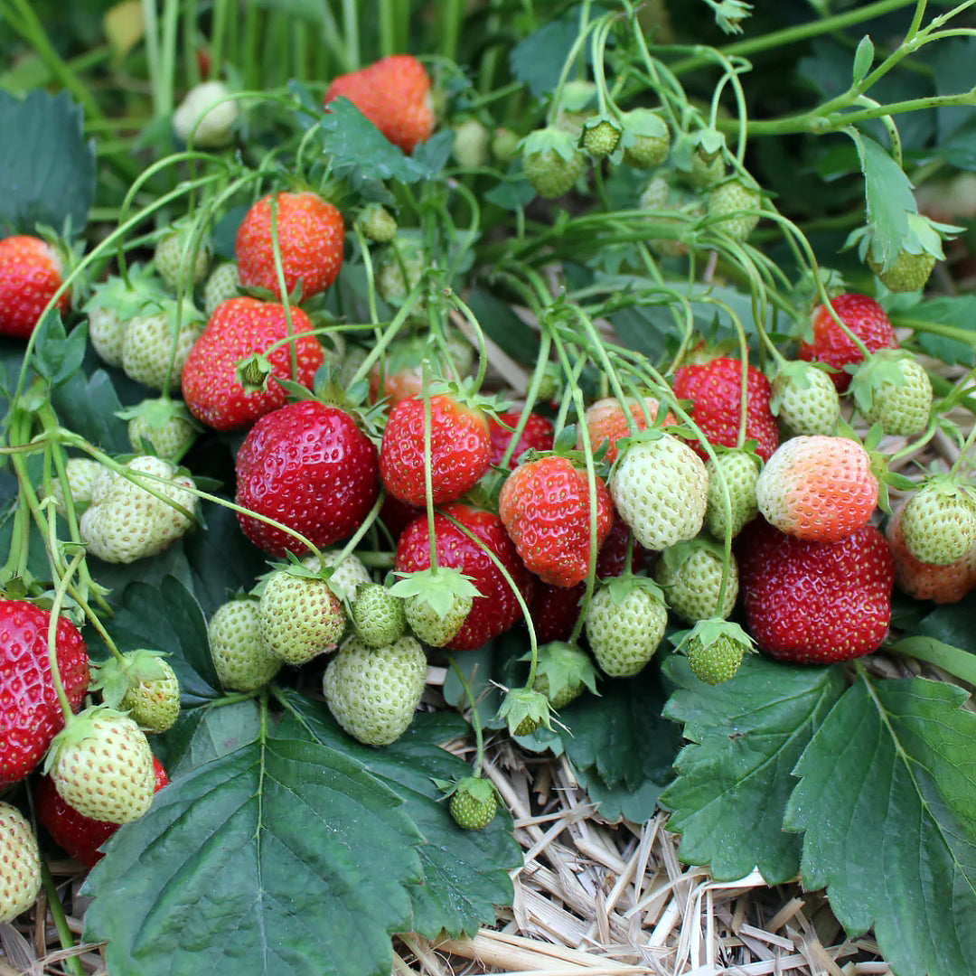 Strawberry Plants - Sparkle June-Bearing