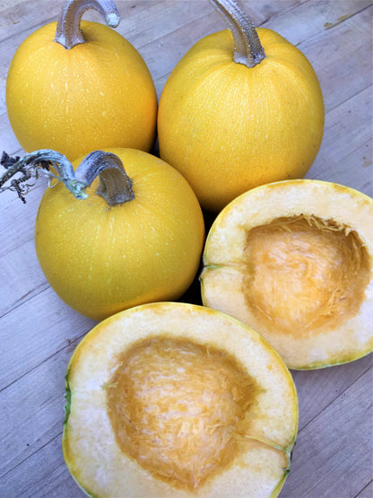 Winter Squash - Baby Spaghetti
