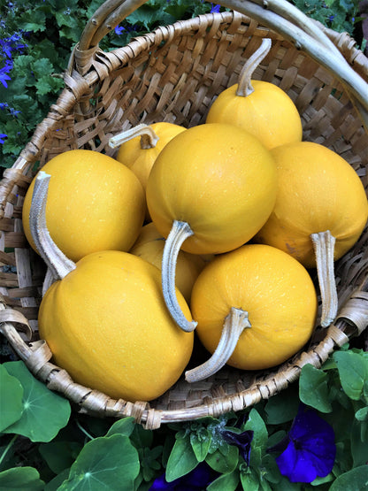 Winter Squash - Baby Spaghetti