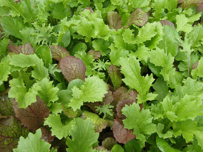 Pan-Pacific Greens - Renee's Stirfry Mix