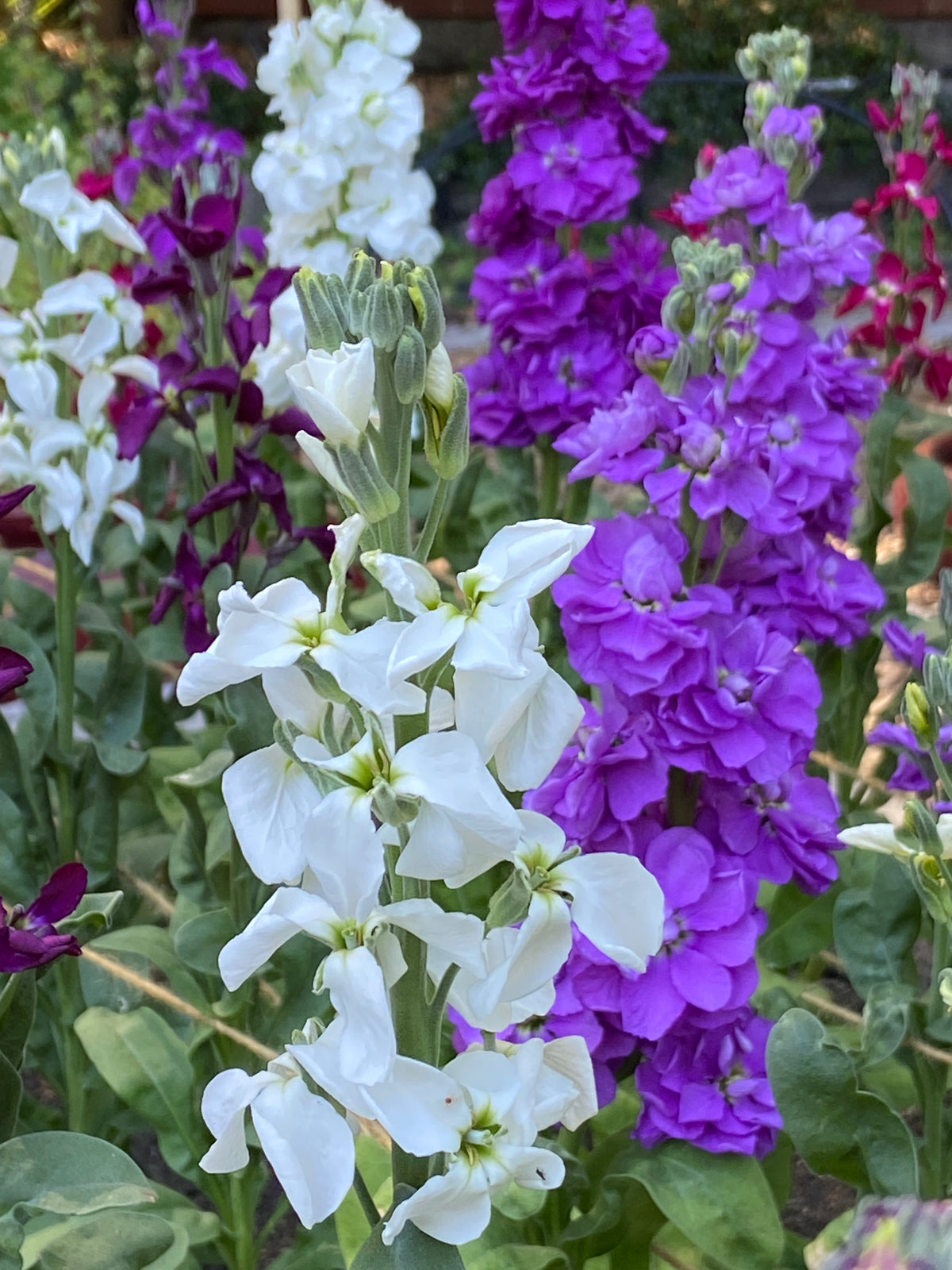 Fragrant Stock - Anytime Mix
