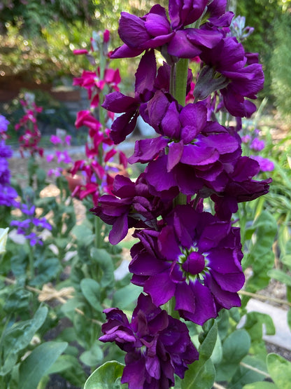 Fragrant Stock - Anytime Mix