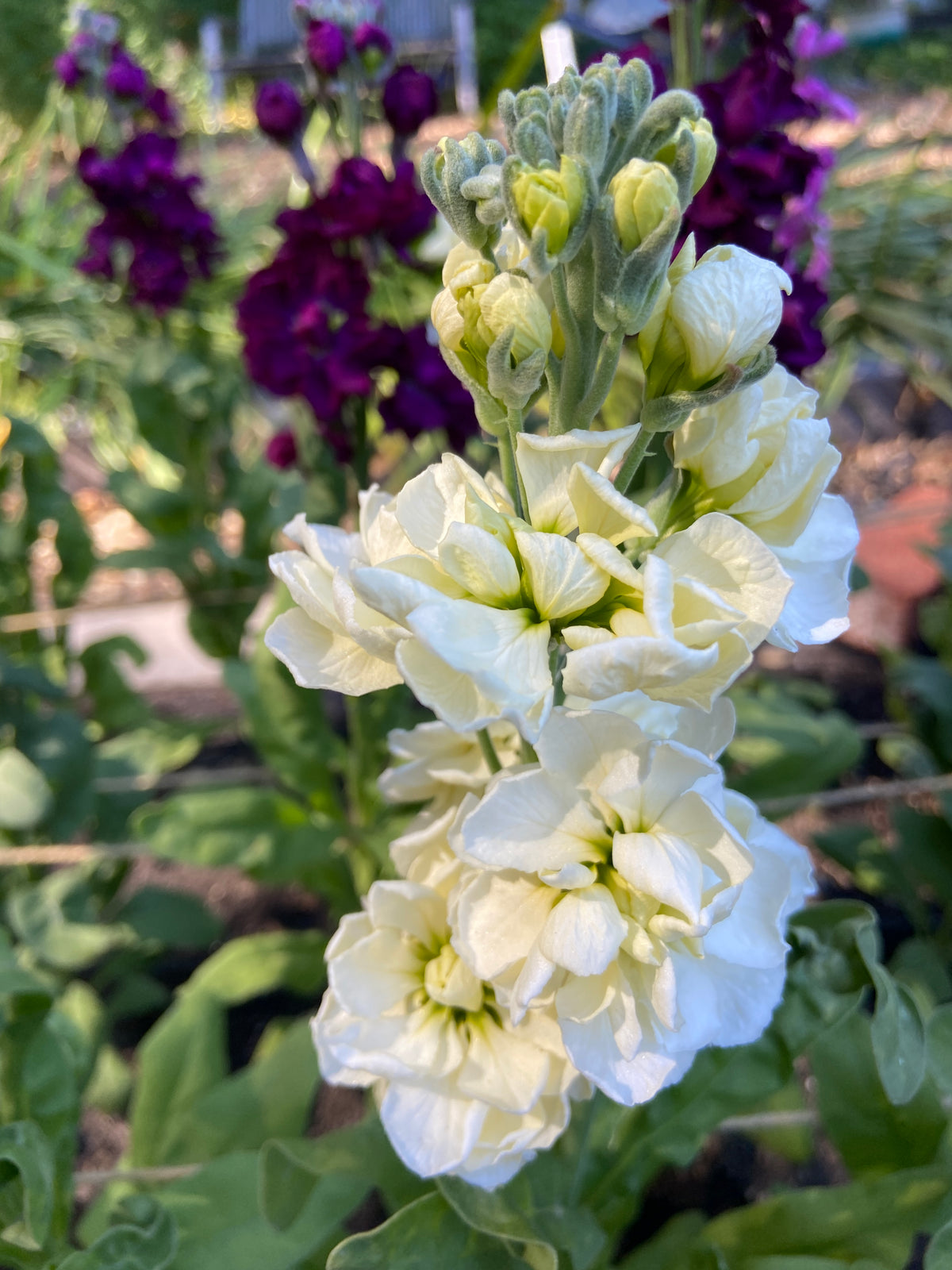 Fragrant Stock - Anytime Mix
