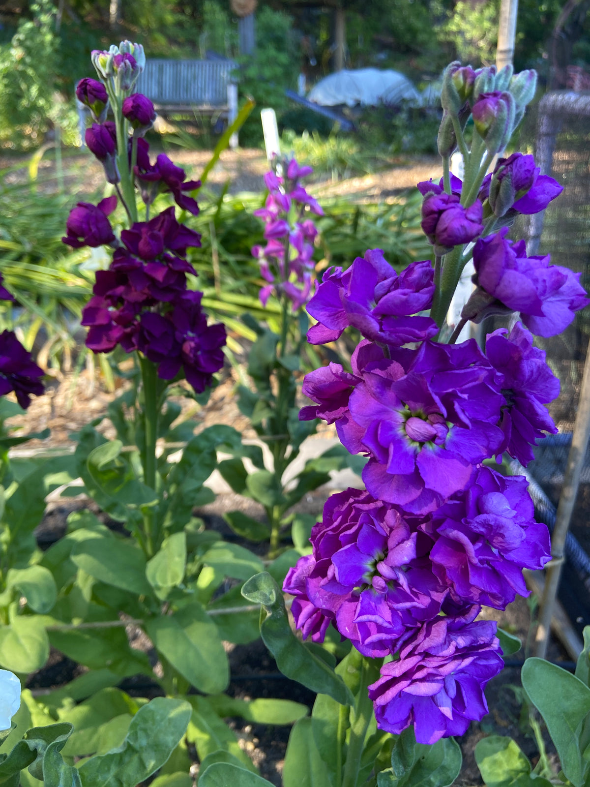 Fragrant Stock - Anytime Mix