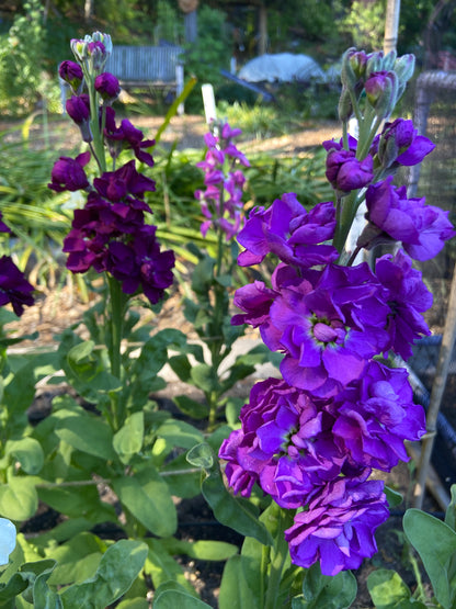 Fragrant Stock - Anytime Mix